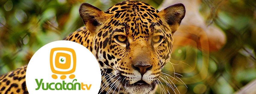 YucatánTV